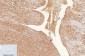 CD1 Monoclonal Antibody(9H6)